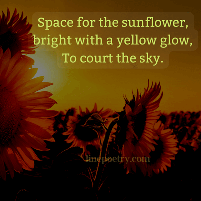 sunflower quotes for her