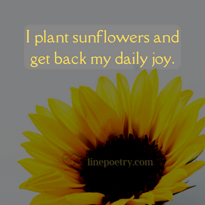 130+ Short Sunflower Quotes To Learn Progress - Linepoetry