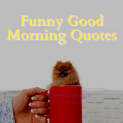 310+ Funny Good Morning Quotes & Messages - LinePoetry
