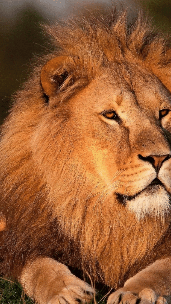 Success & Attitude Powerful Lion Quotes
